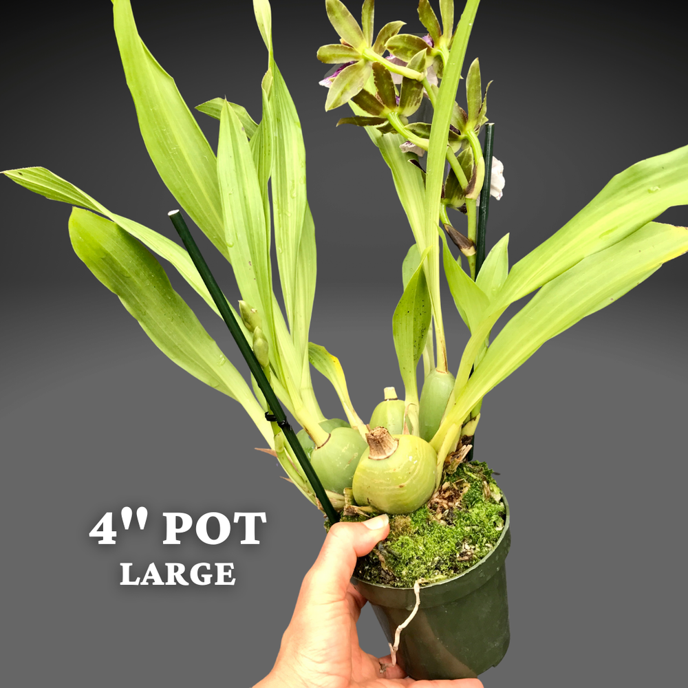 樹里(o^^o)♪♪♪ Zygo. QF 'no 'ino — Palmer Orchids